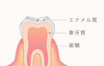 エナメル質・象牙質・歯髄